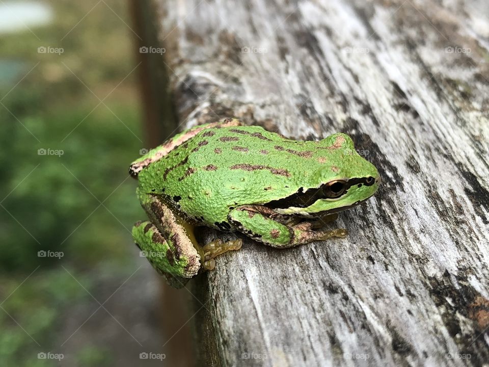 My frog friend 2