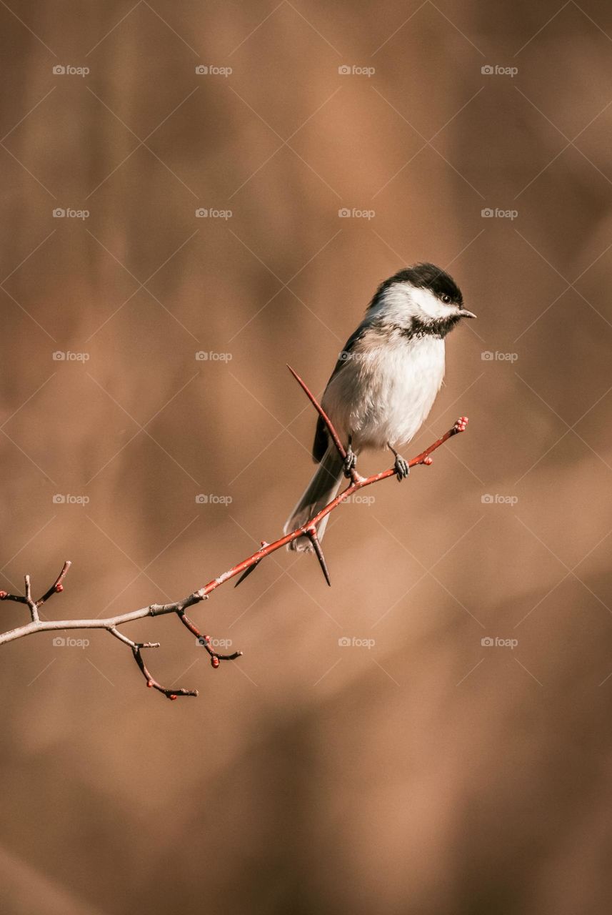 Small Bird Sits On A Bare Tree Branch