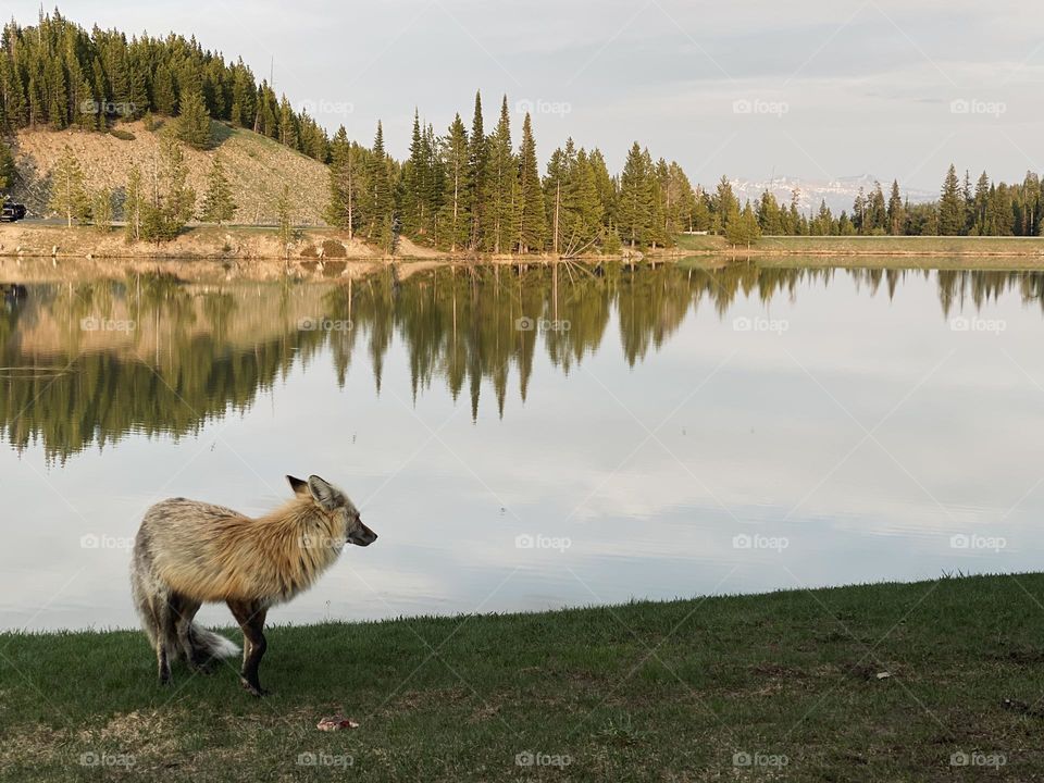 A fox looks off in the distance next to a lake