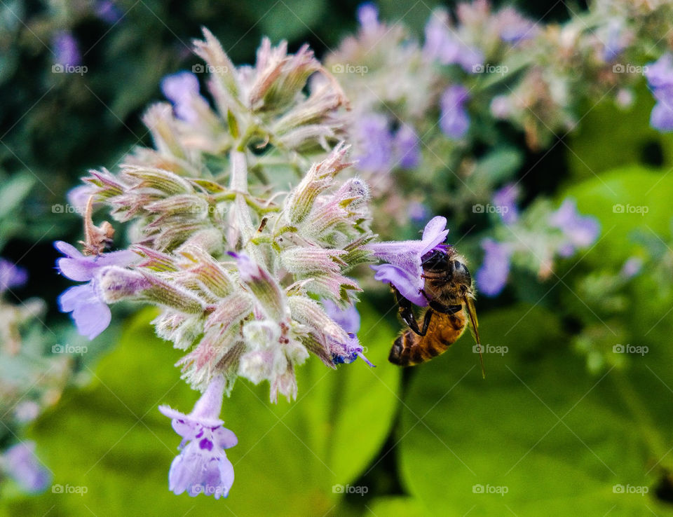 bee on flower