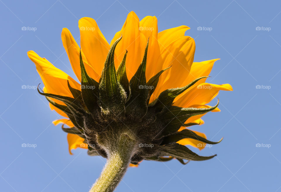 Rear view of Beautiful single blooming sunflower against clear blue sky