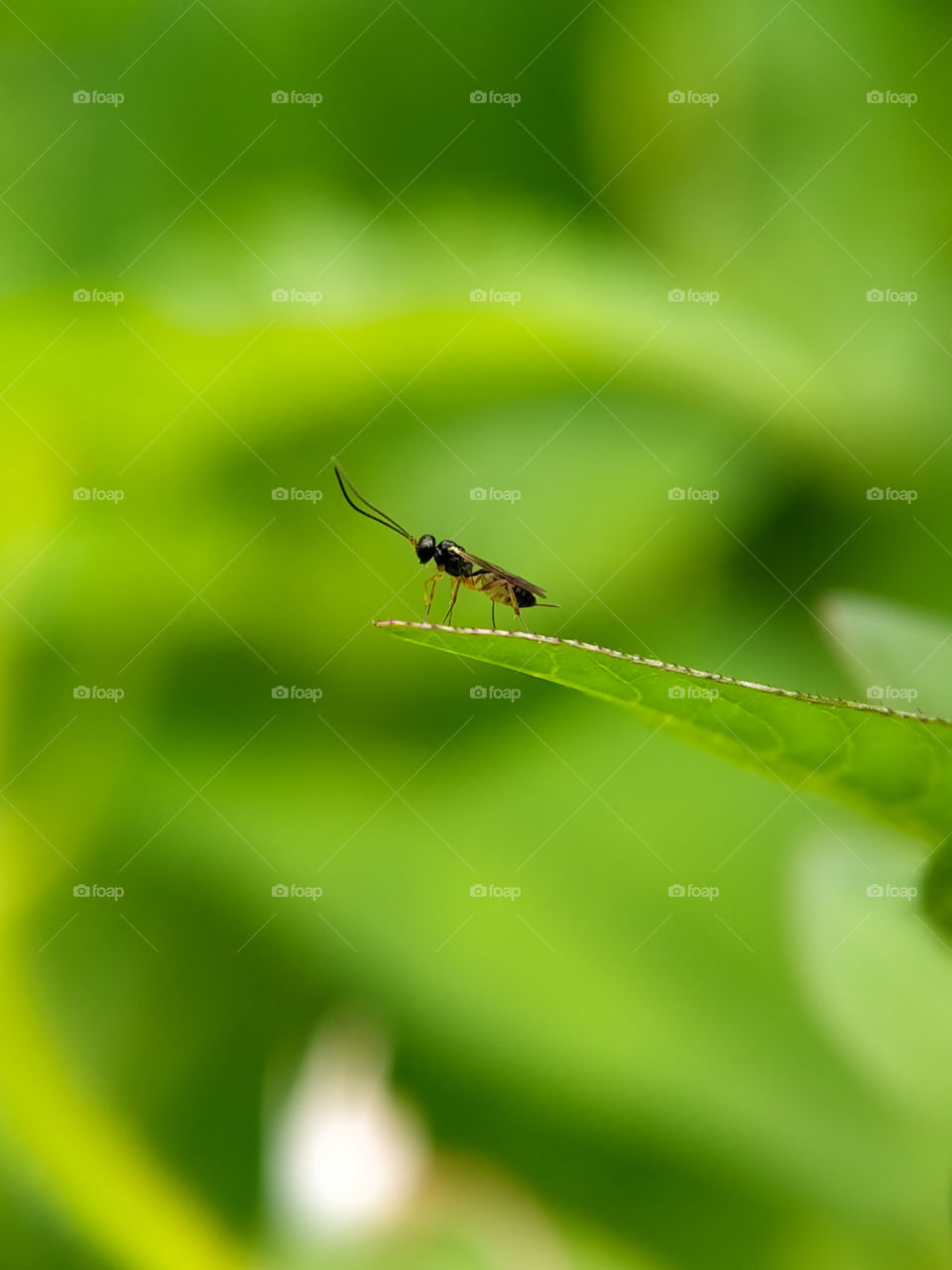 A winged ant is perched on a leaf tip. This ant is only two millimeters long. Have you ever met this ant?