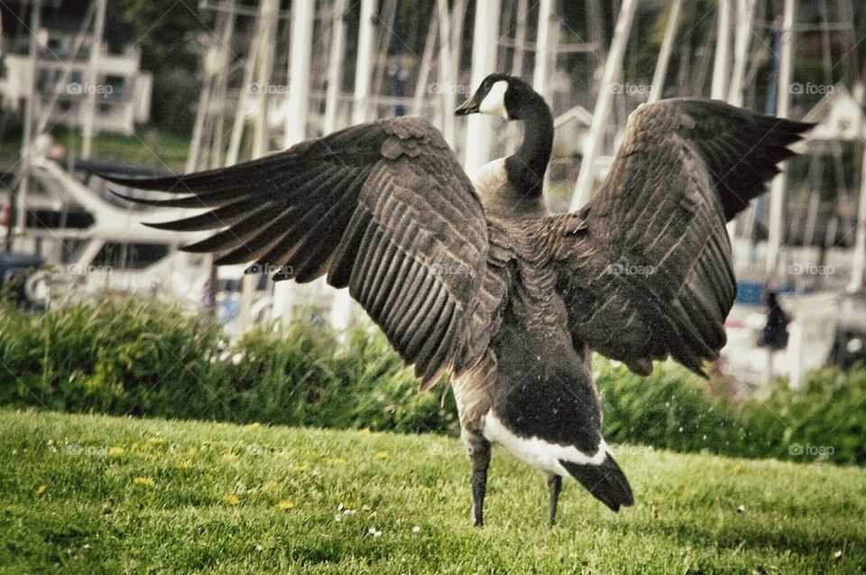 Canadian Goose