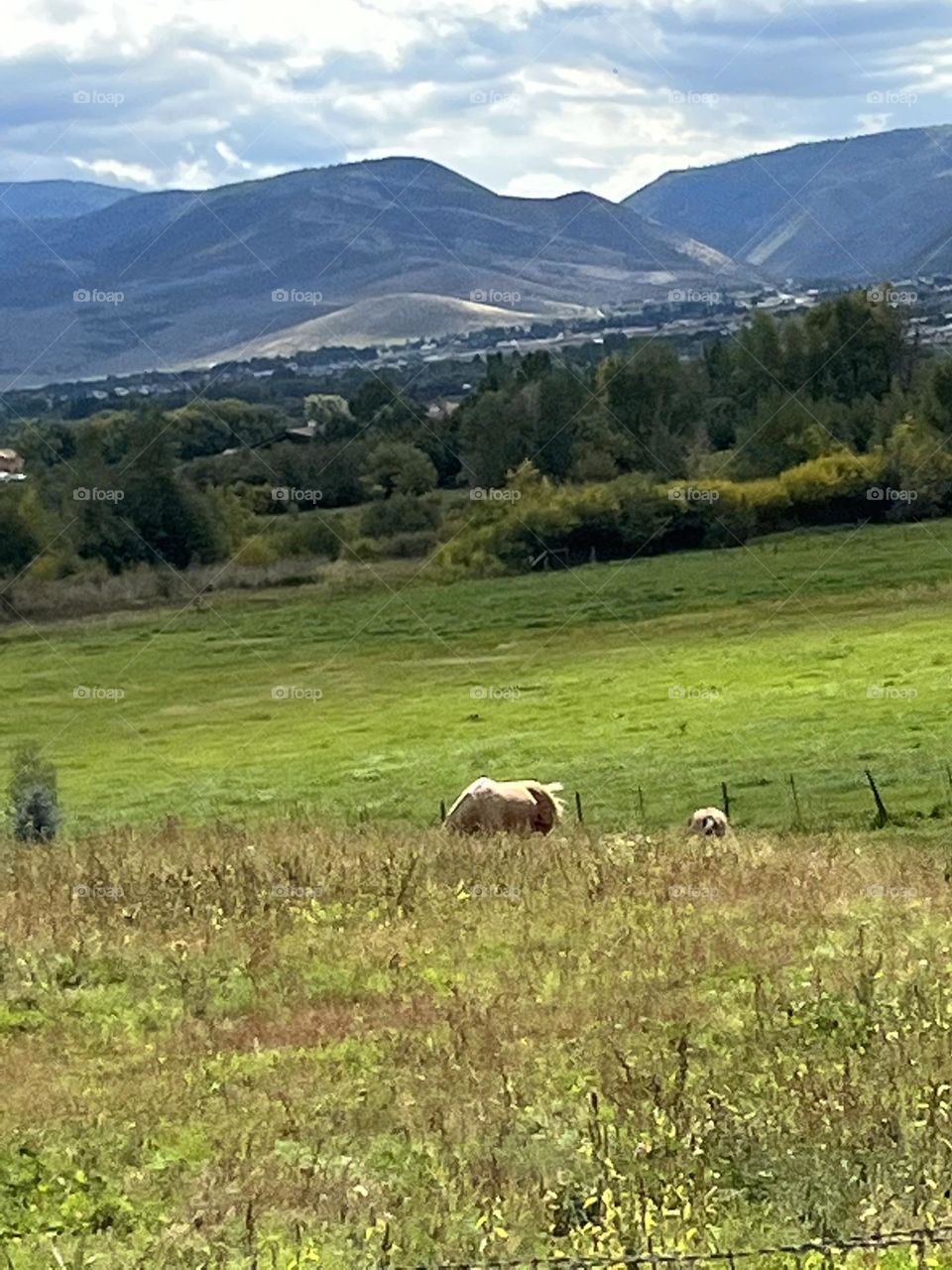 Sheep farm in Utah 
