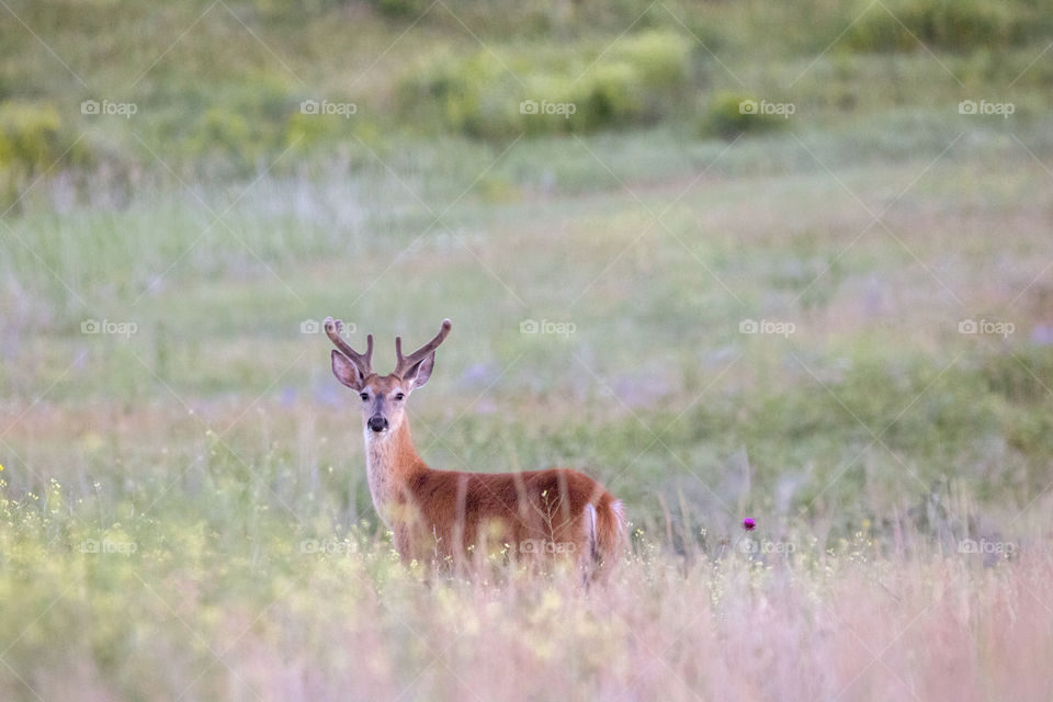 Young buck in a field - white tailed deer