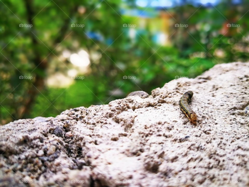 Survival in the wild