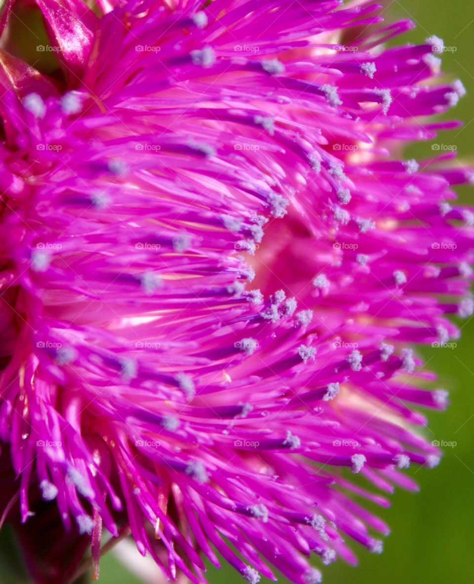 Creative Textures - Nodding Thistle closeup