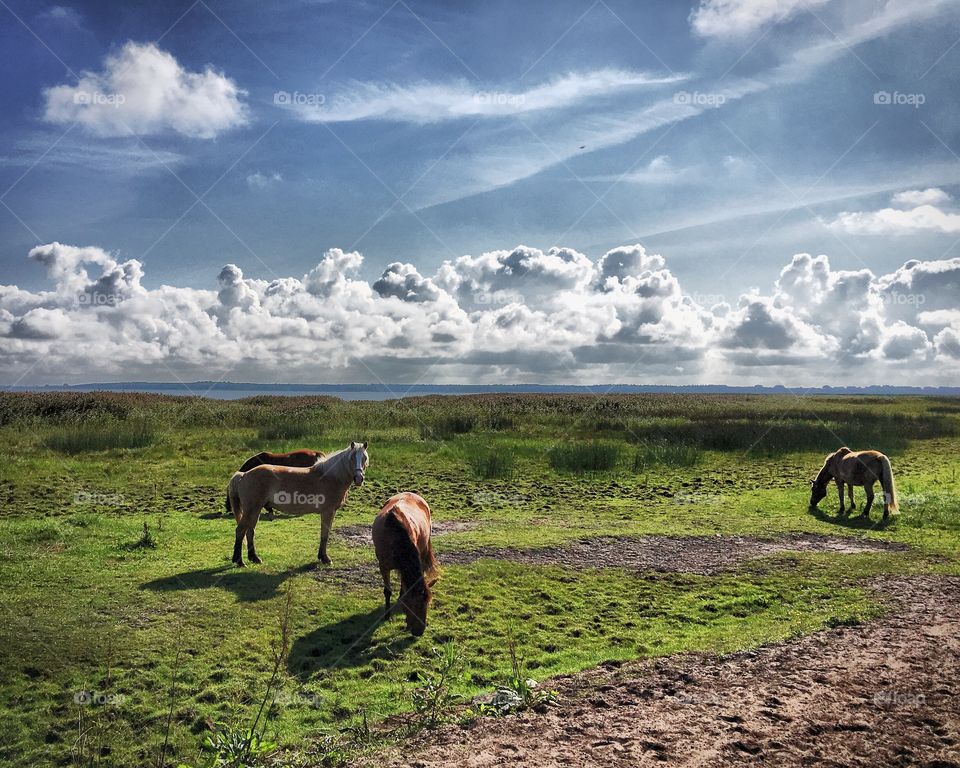 Horses by the sea 