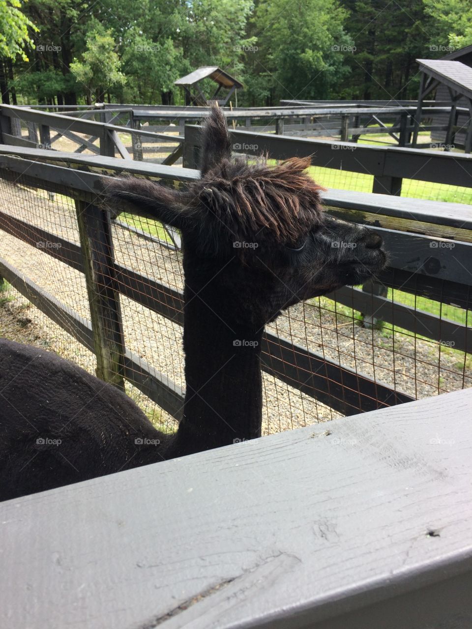 Alpaca 