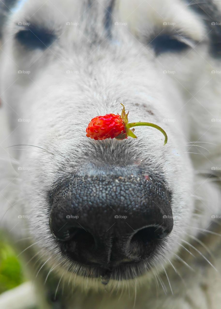 strawberry on the dog's nose