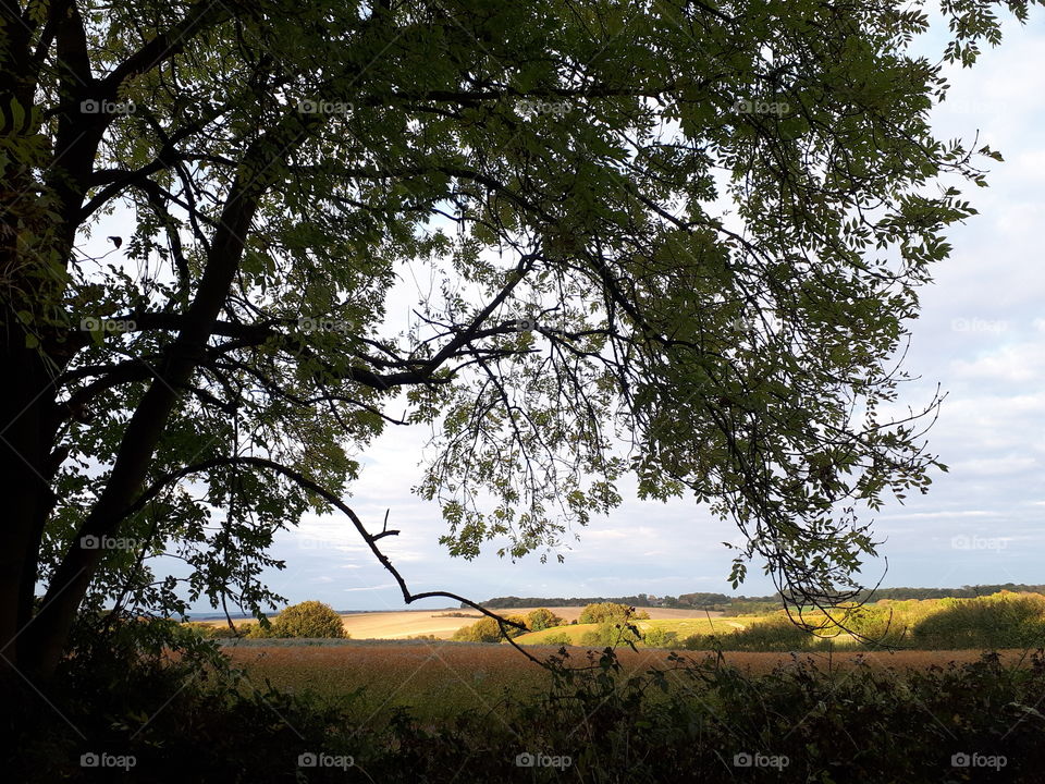 Landscape, Tree, Nature, Wood, No Person