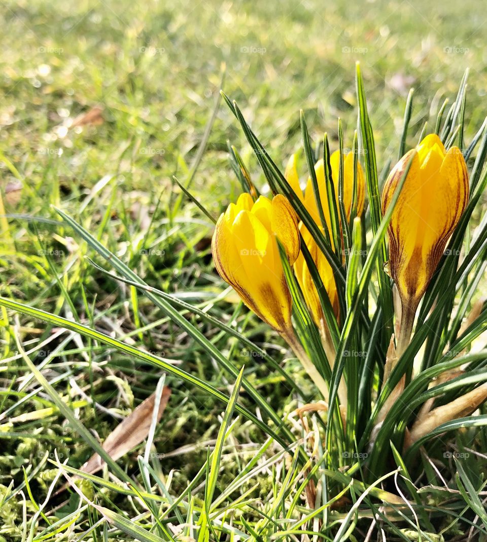 spring begins. proven