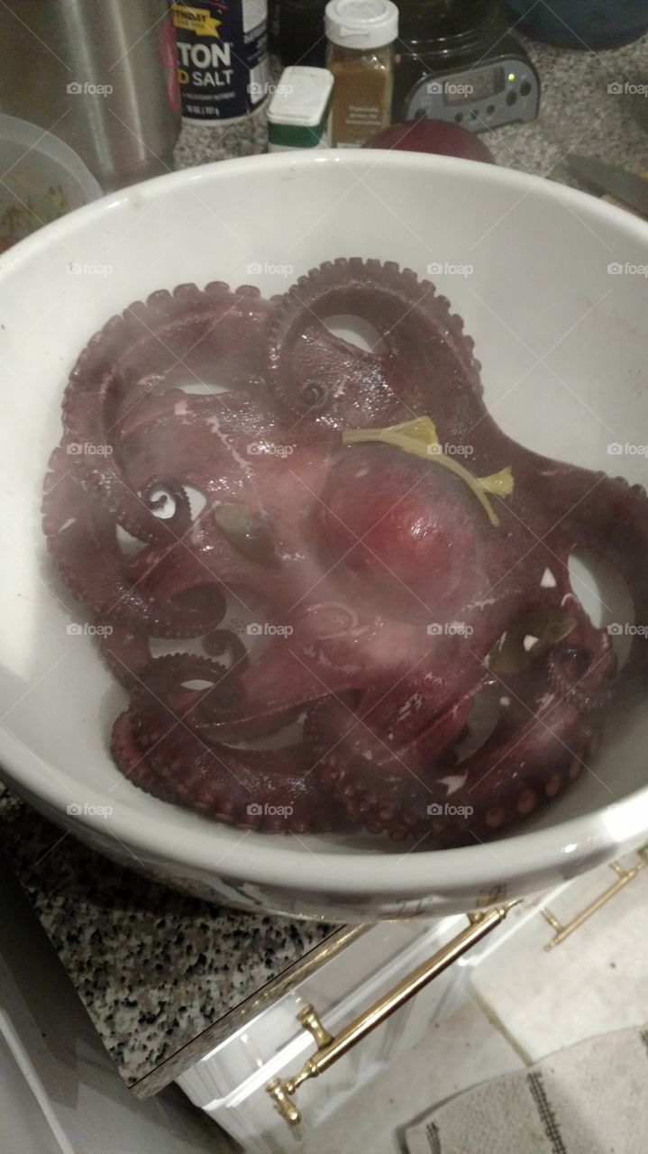 octopus in waiting