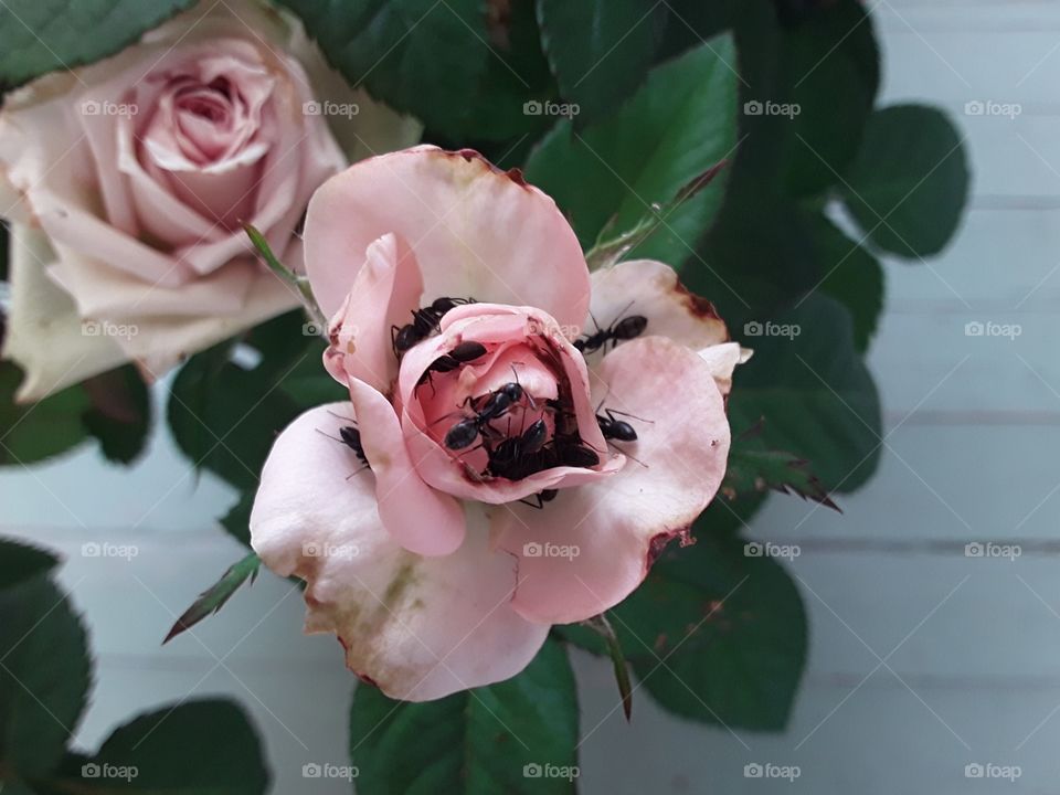 Pink rose with ants in it