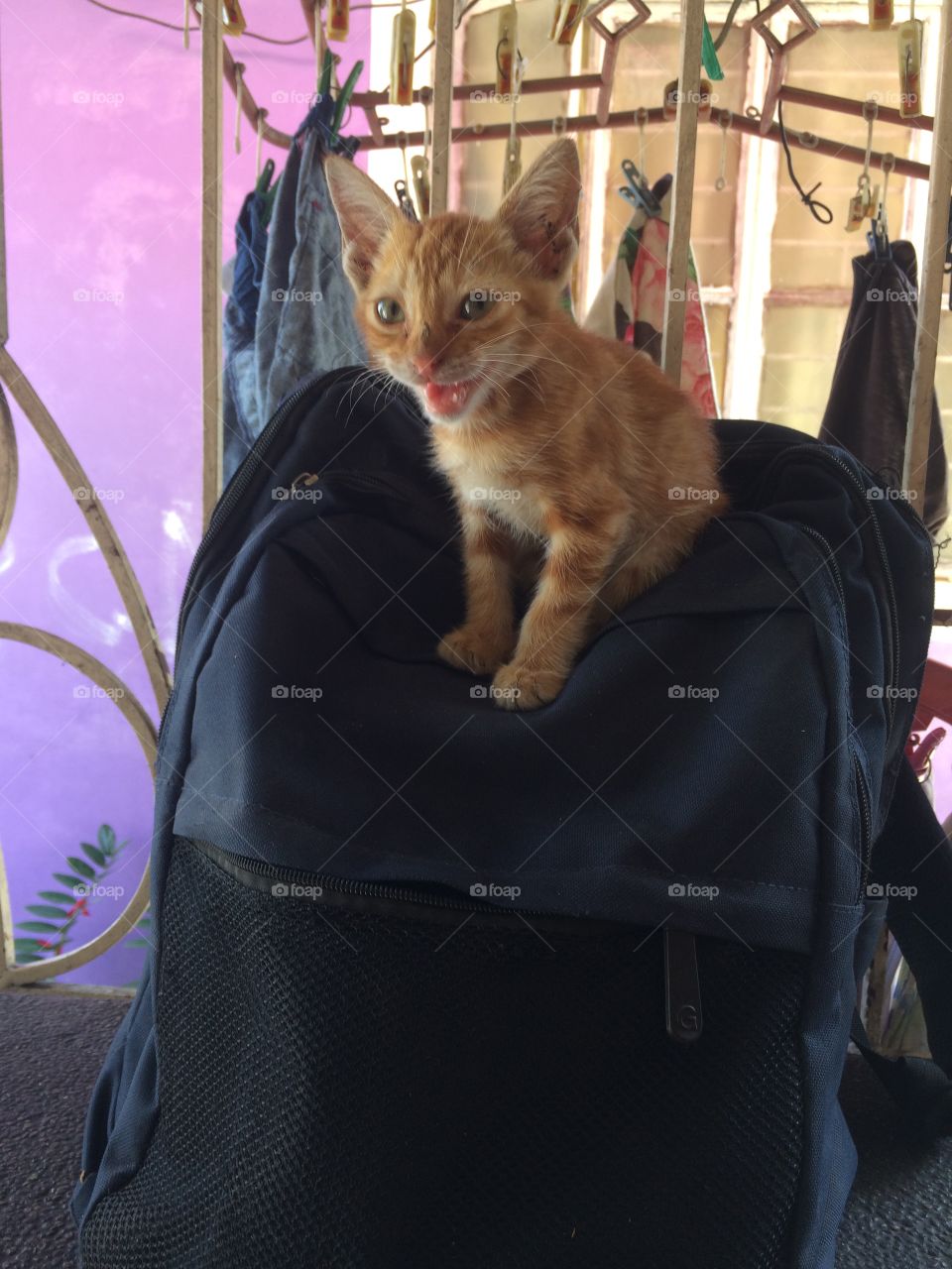 Kitten in a school bag