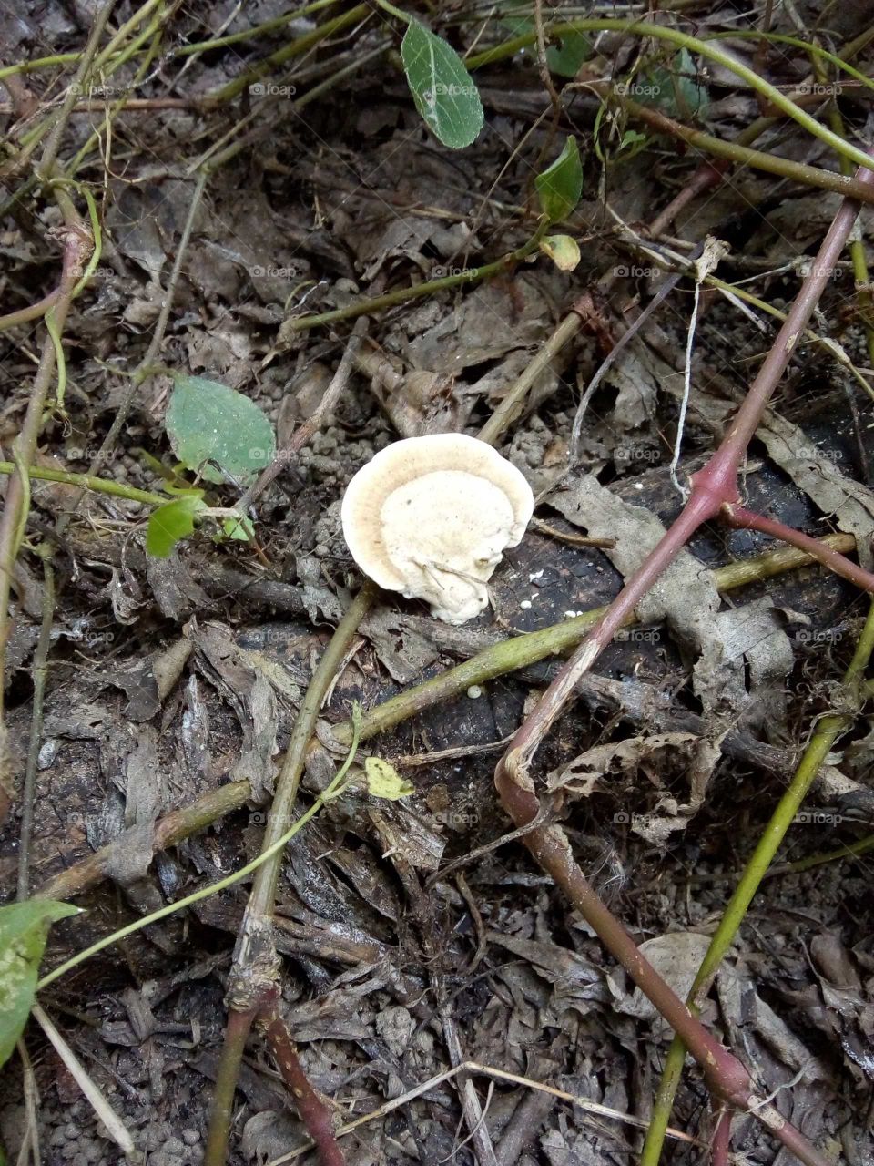 Fungus.