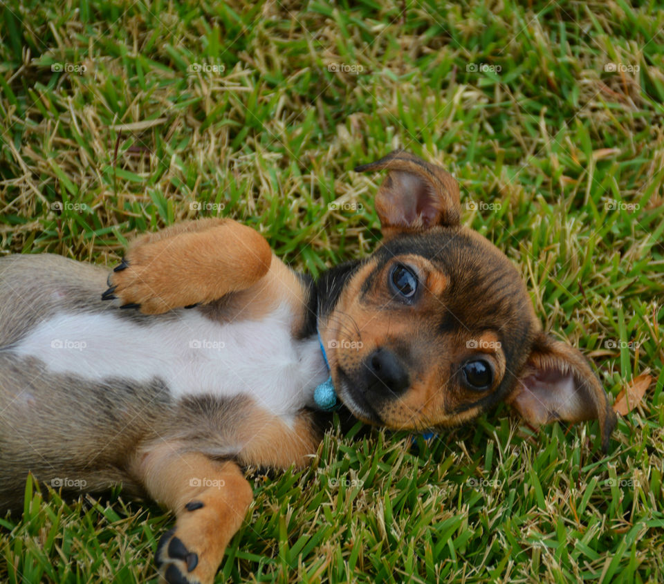 Puppy lying in grass