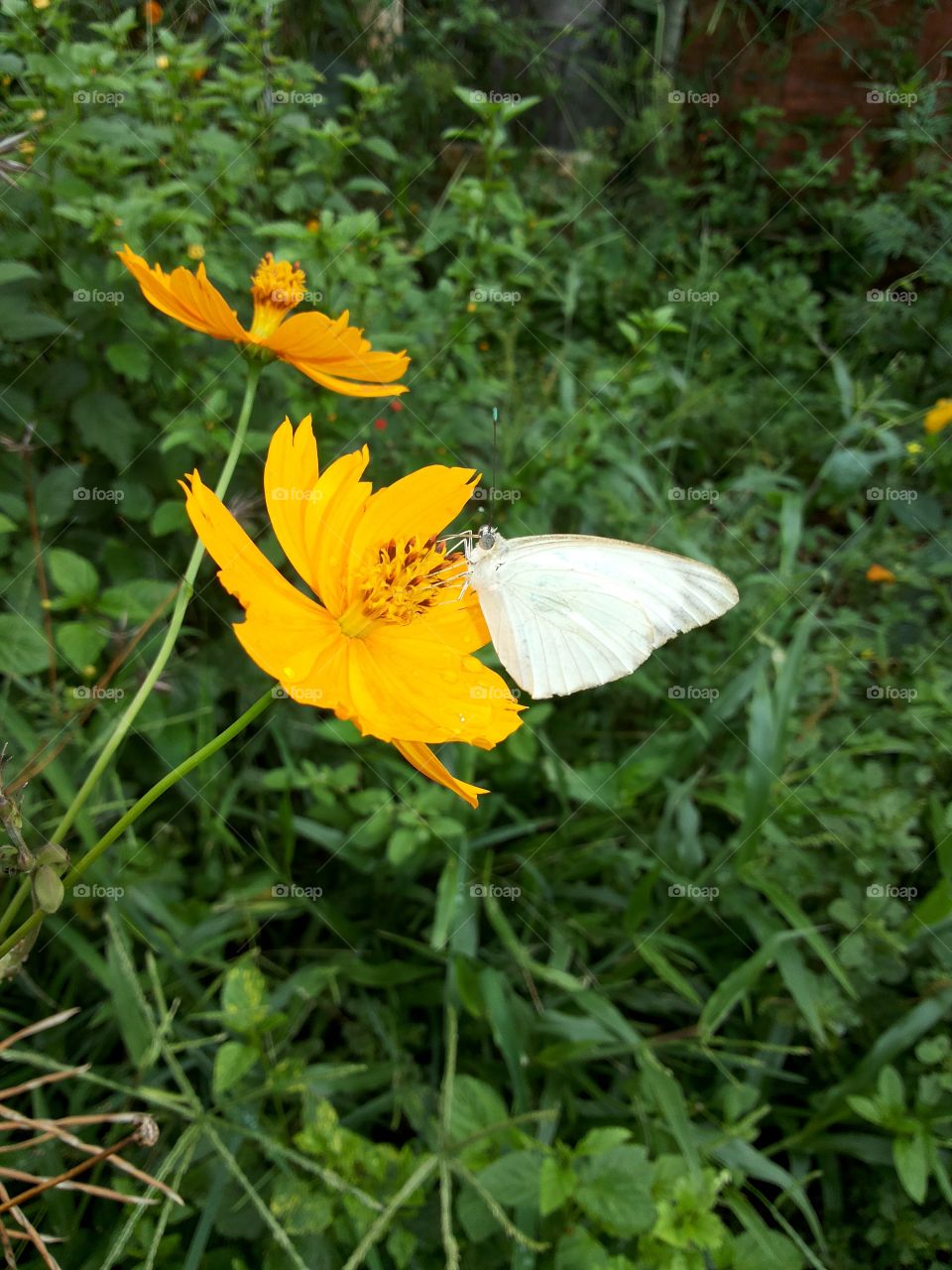 Butterfly in yellow flower