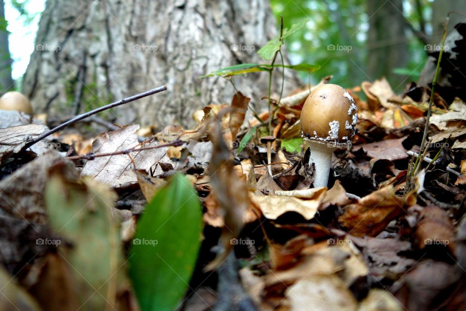 Brown mushroom in a forest