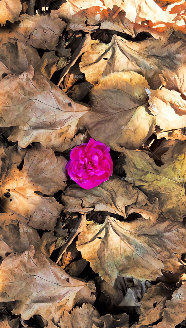 Autumn lonely flower 