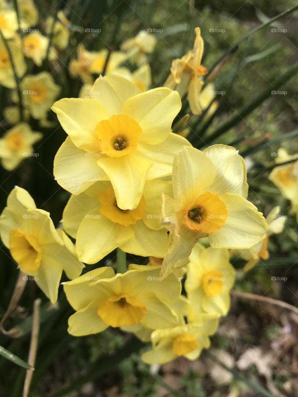Daffodils of Harrisburg 
