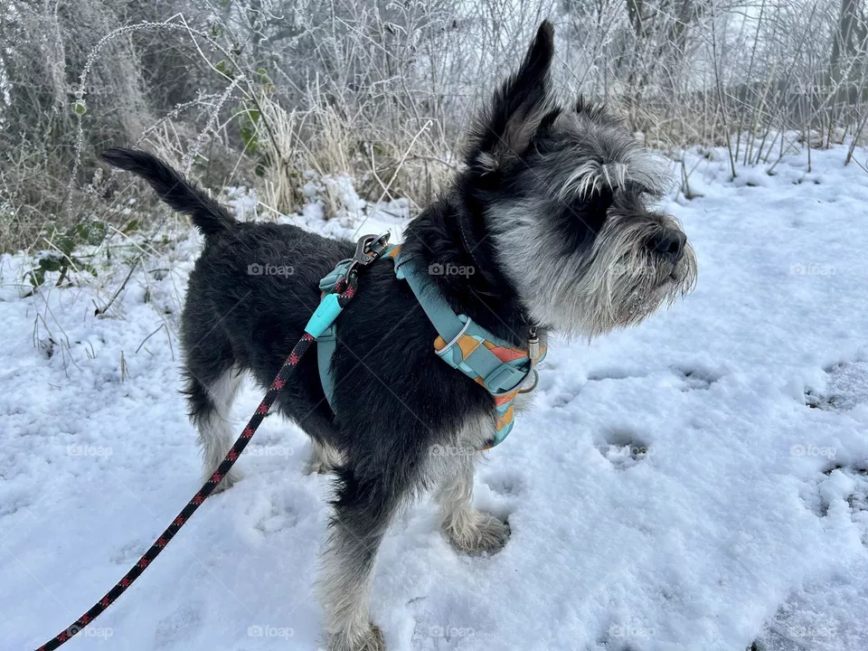 Snow Dog