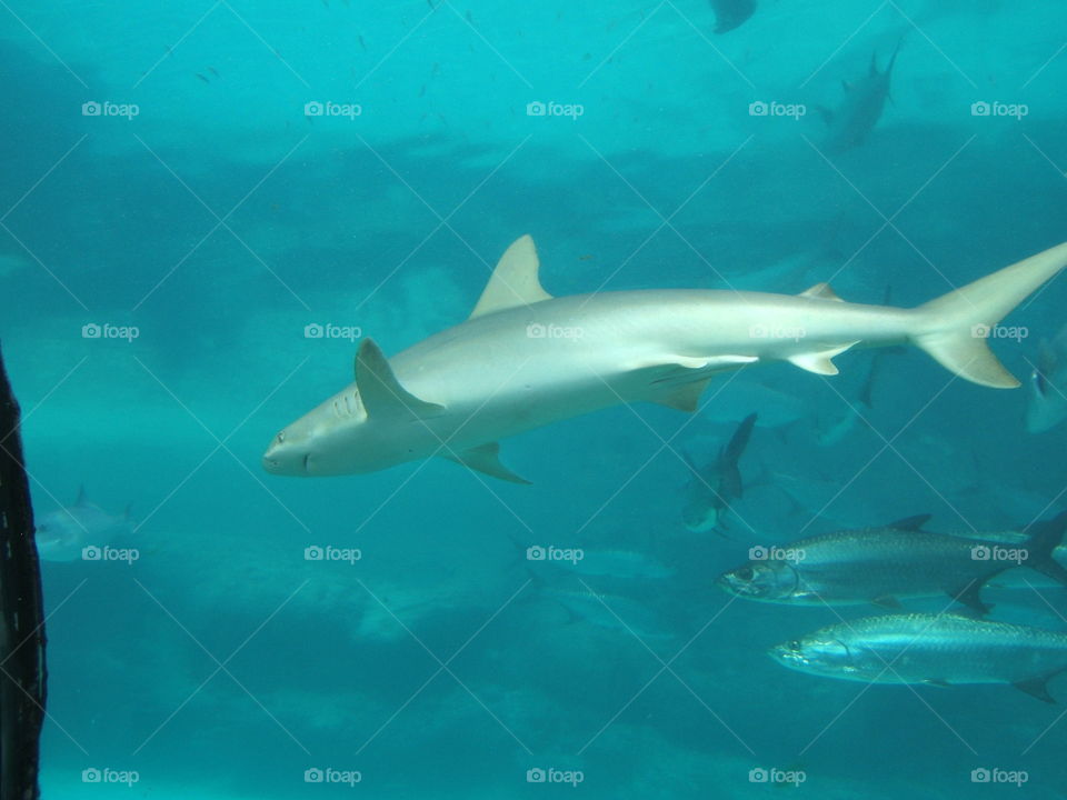 Shark swimming with the Tarpons in Atlantis Bahamas