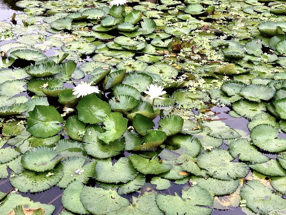 Lilypads in the water with blooming flowers 