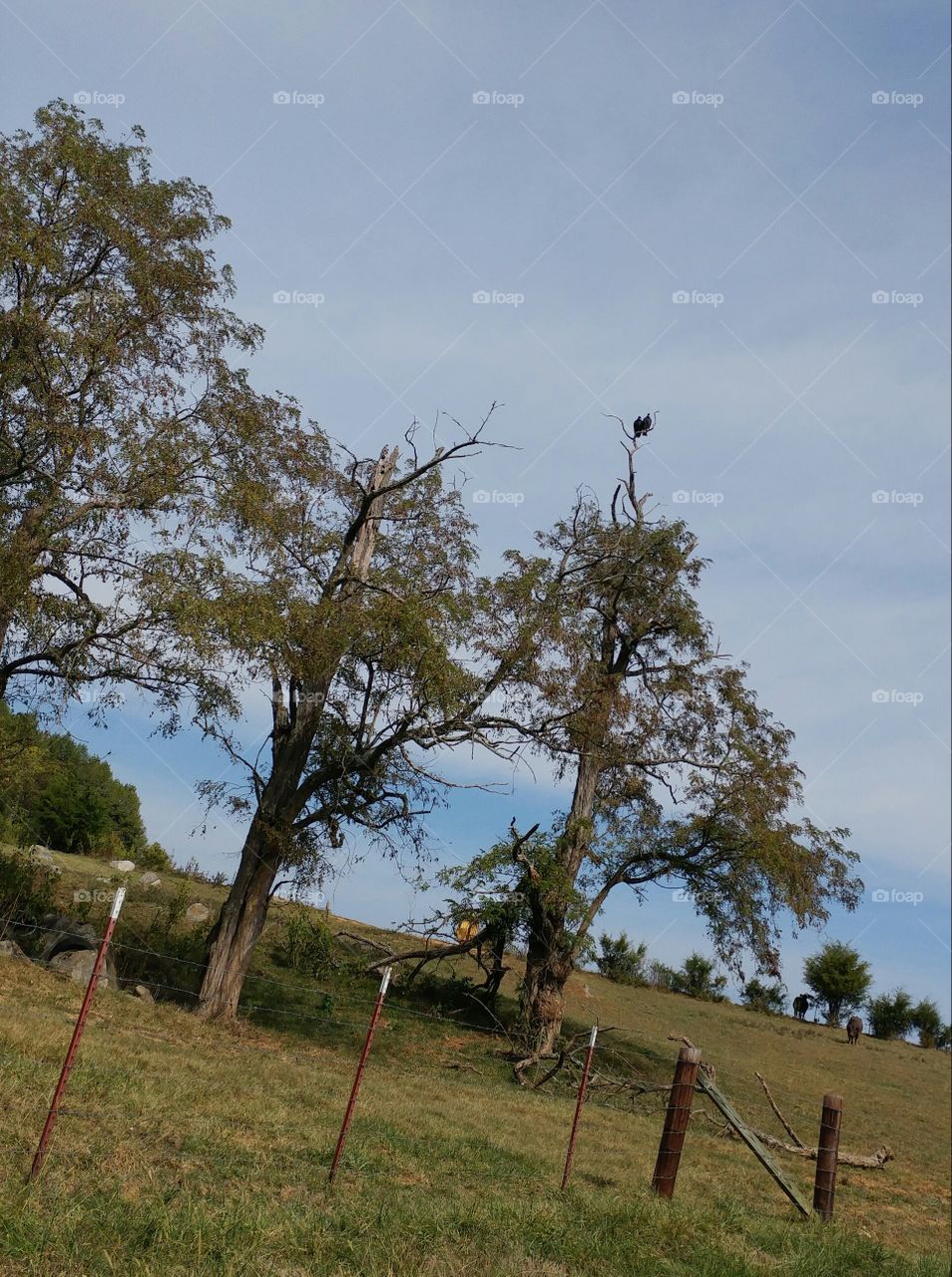 Turkey Vulture at uppermost branch
