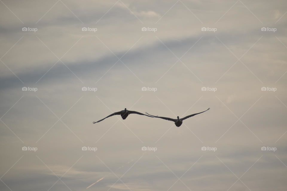 Birds flying against a cloudy sky