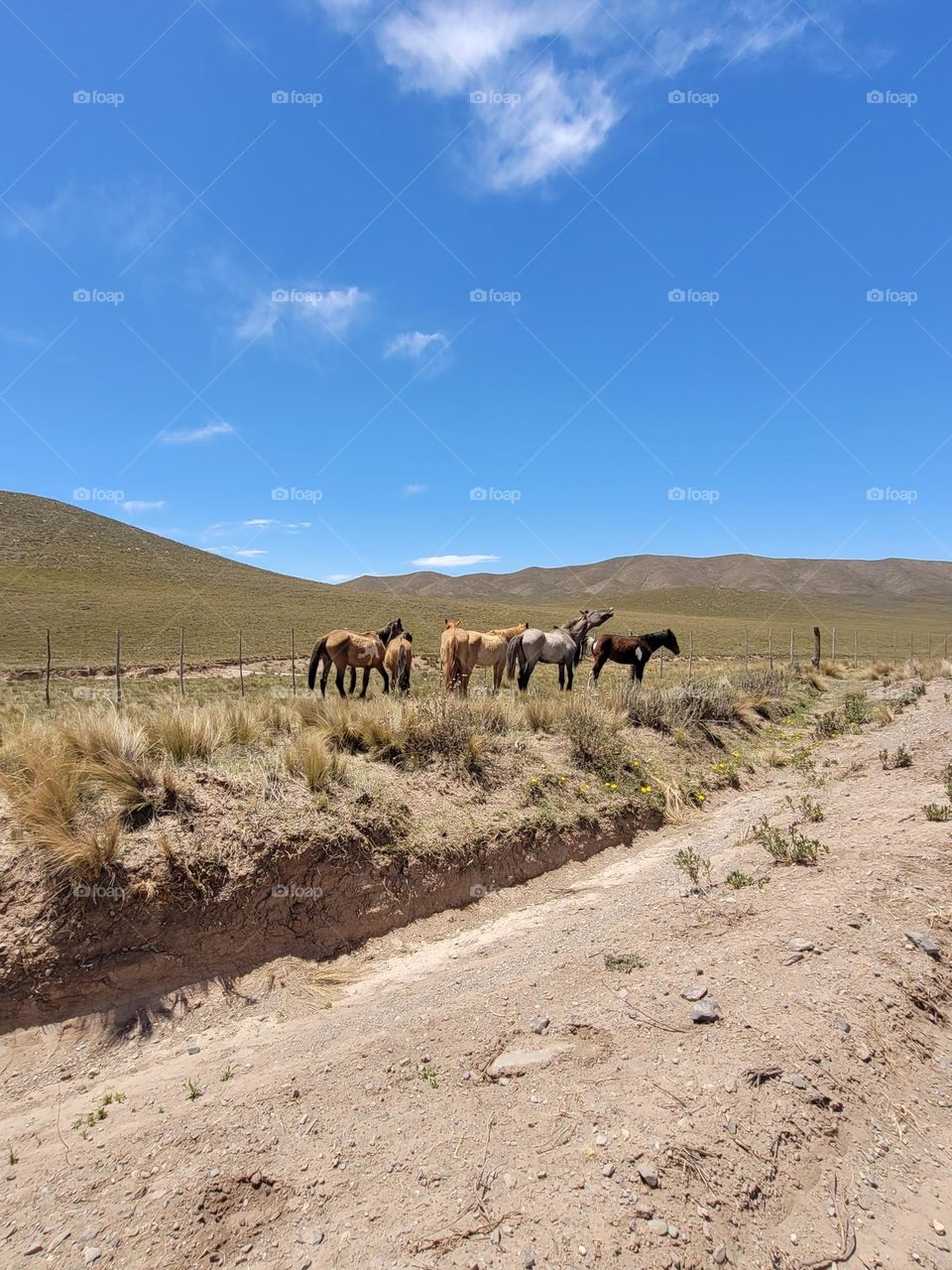 paisaje de campo