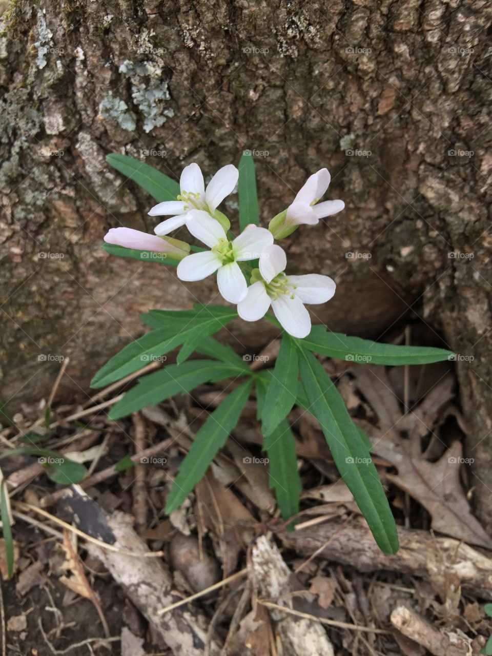 Wildflower in the woods