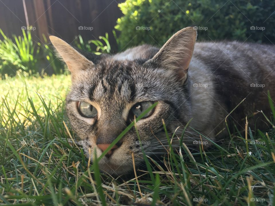 Cute gray cat with perky ears looking at something in grass