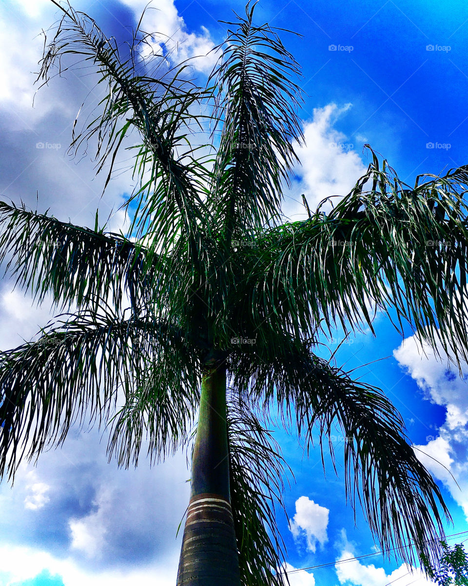 Olhando para o céu desta tarde, penso: como o azul e o verde podem inspirar tanto?
👀 
#FOTOGRAFIAéNOSSOhobby
#natureza #photo #azul #verde #céu #paisagem #inspiração #fotografia #nuvens #coqueiro