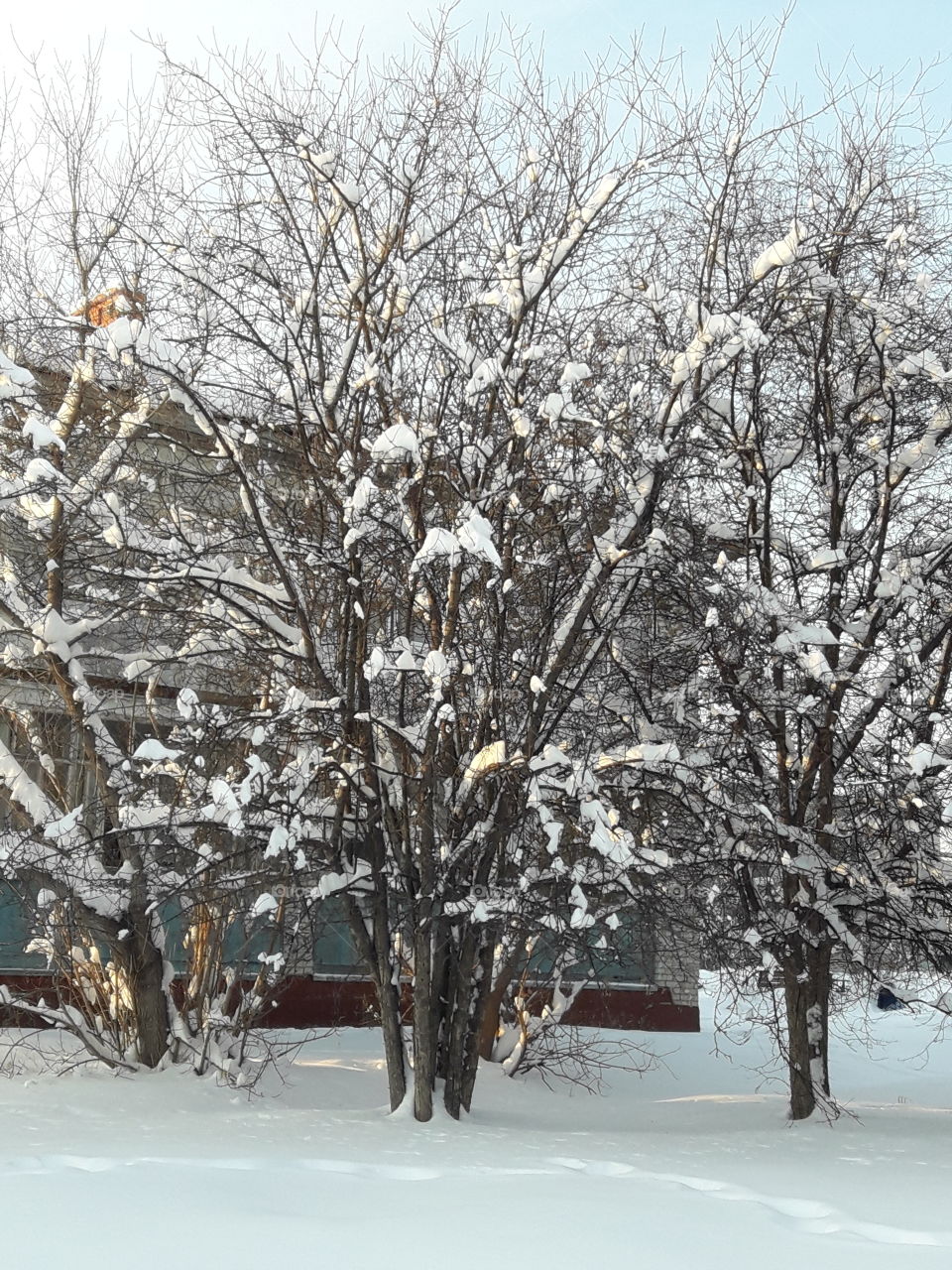Зима елочки в снегу   зимний городок