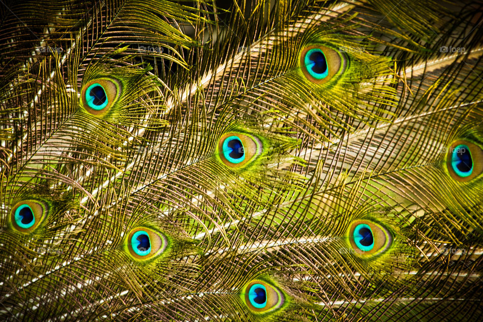 peacock feathers