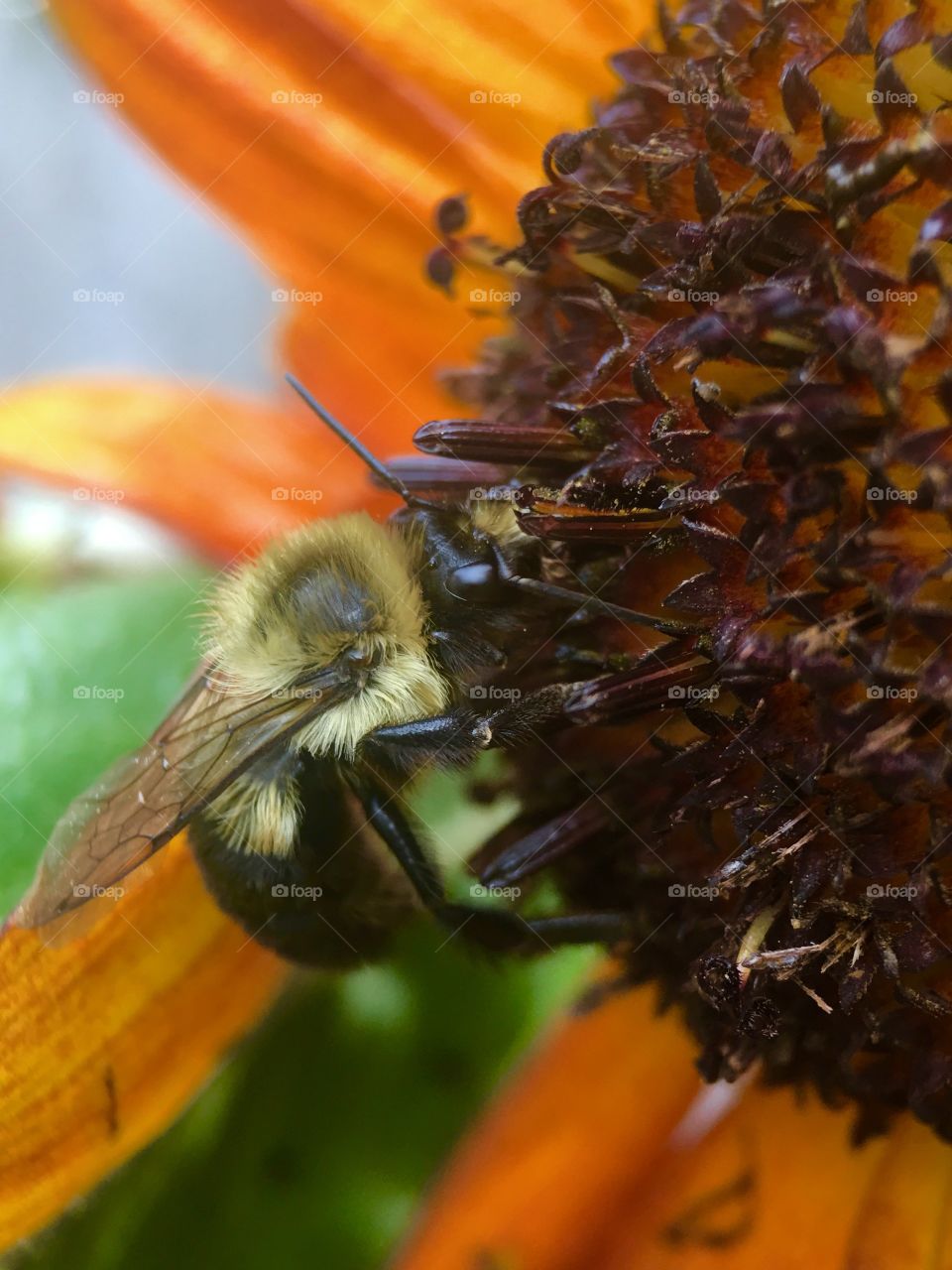 Bee  in Search of pollen