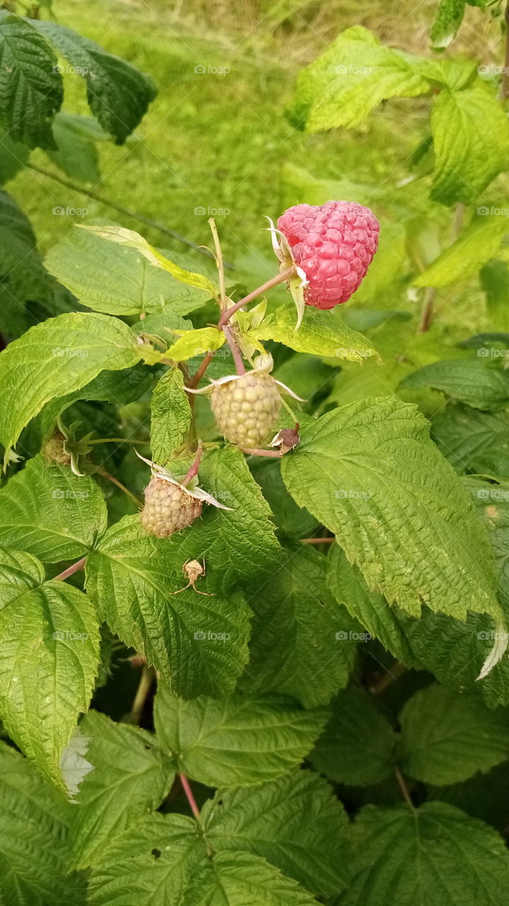 Himbeeren