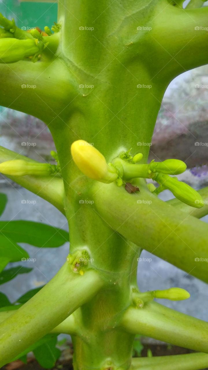 Papaya bud on tree