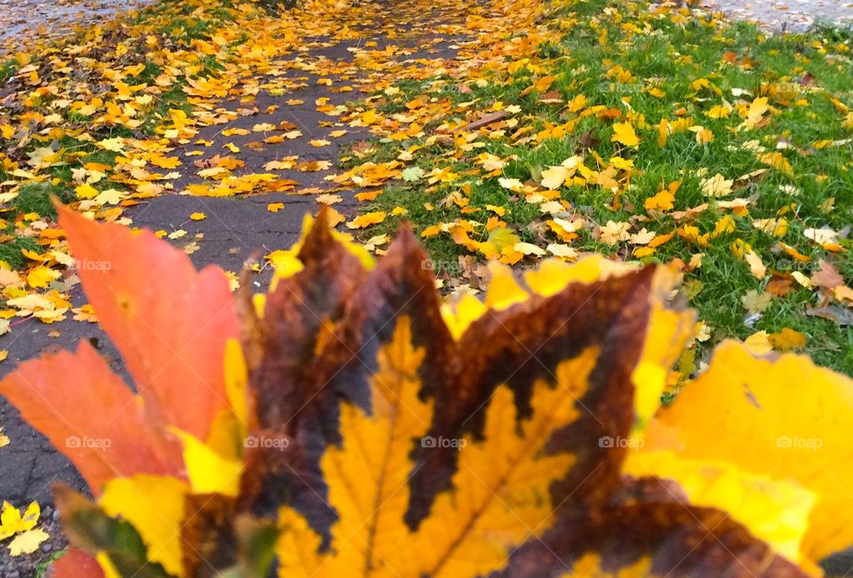 Fallen autumn leaves