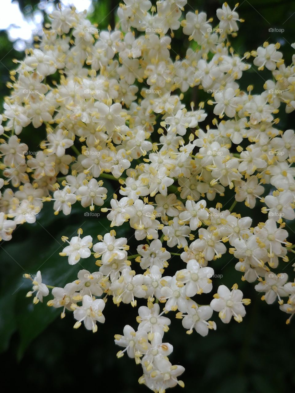 blühen Blüten Blumen weiß. Holunder Strauch Frühling Sommer spring summer