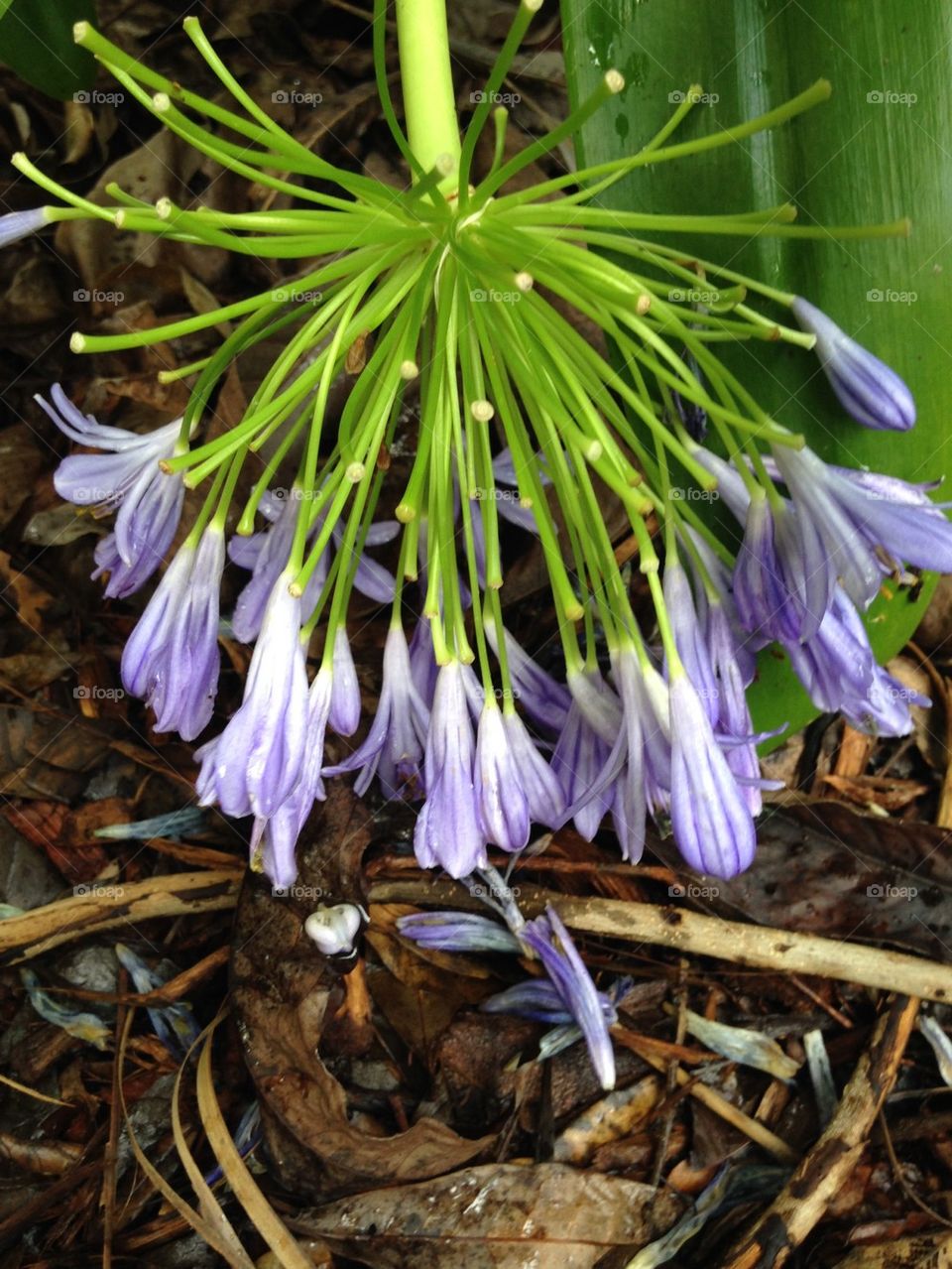 Close-up of purple flower