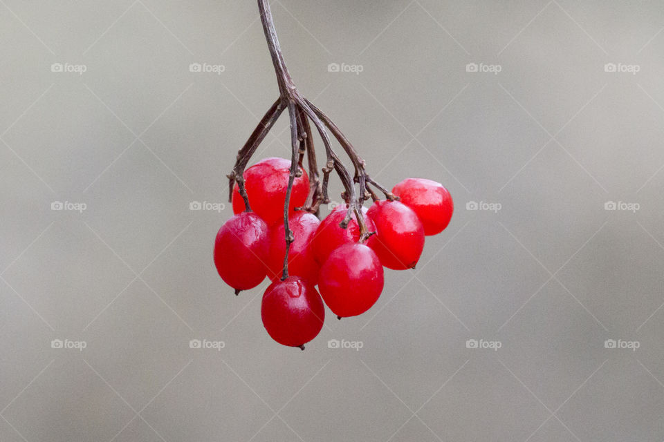 Bunch of rowan berries