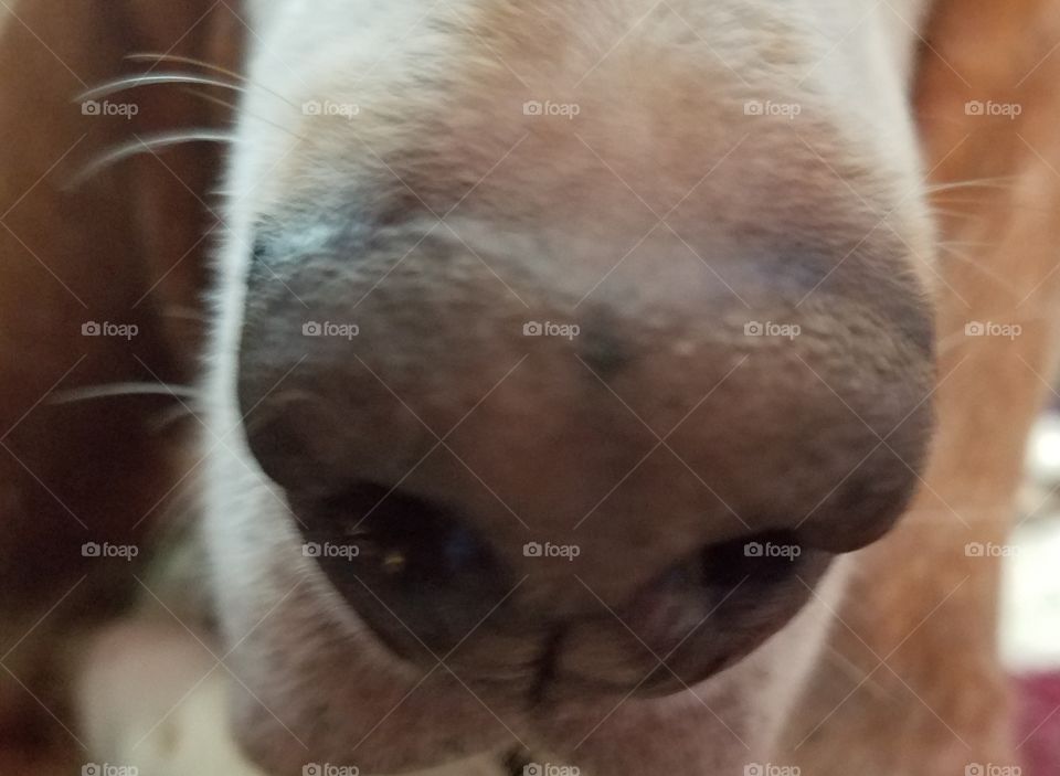 Big sniffy dog nose