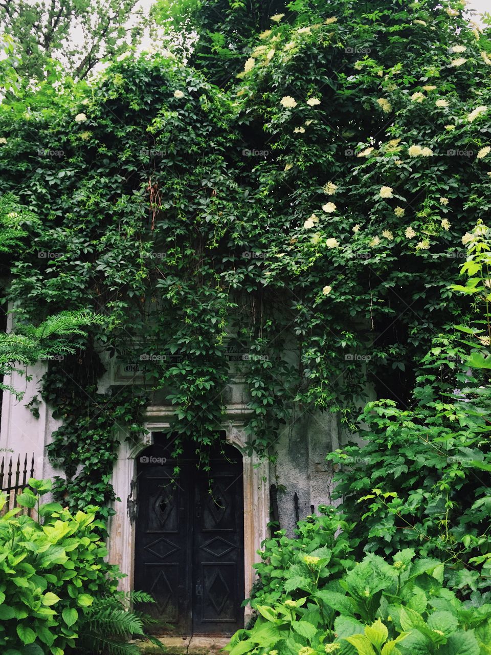 Nature over ruins 