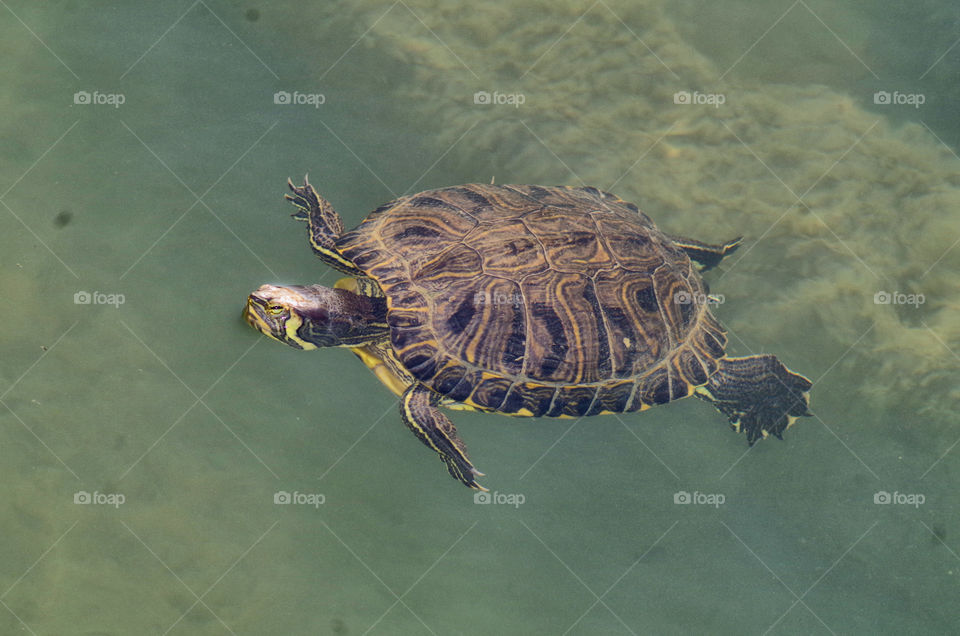 swimming tortoise