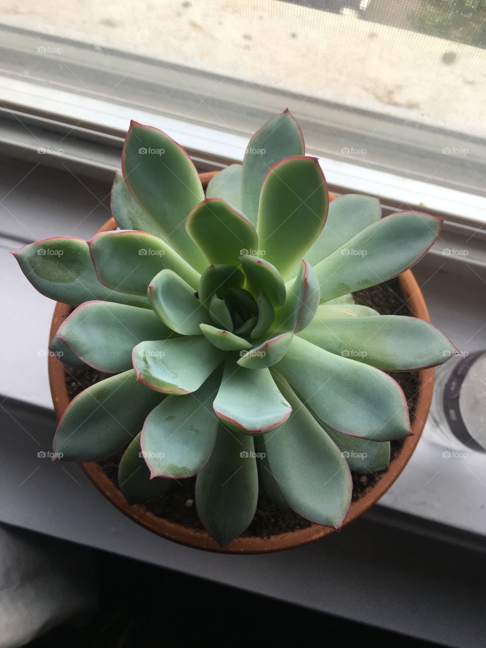 Succulent on a window sill