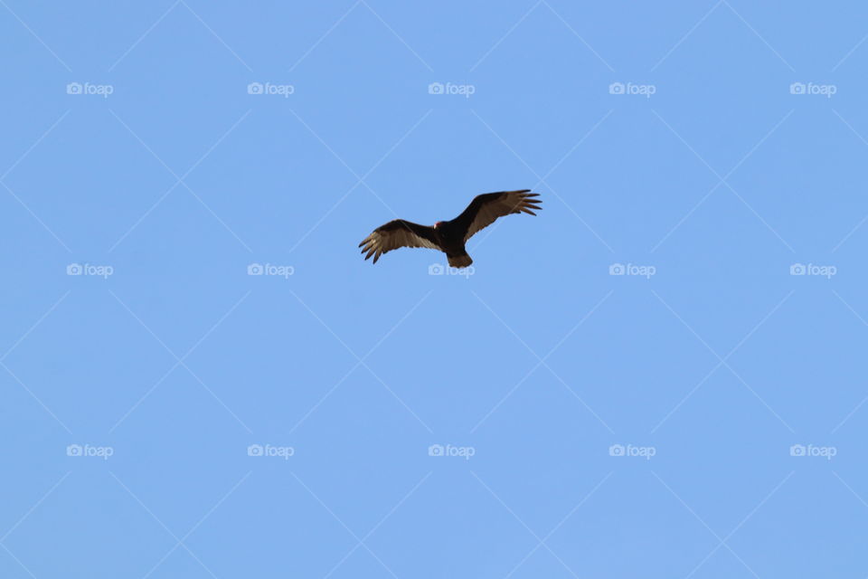 bird in sky