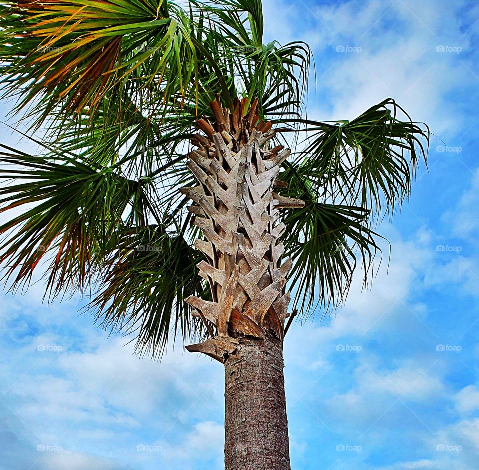 palm tree