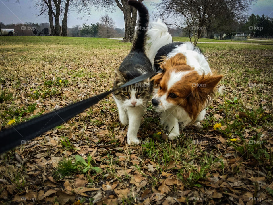 Walking Buddies